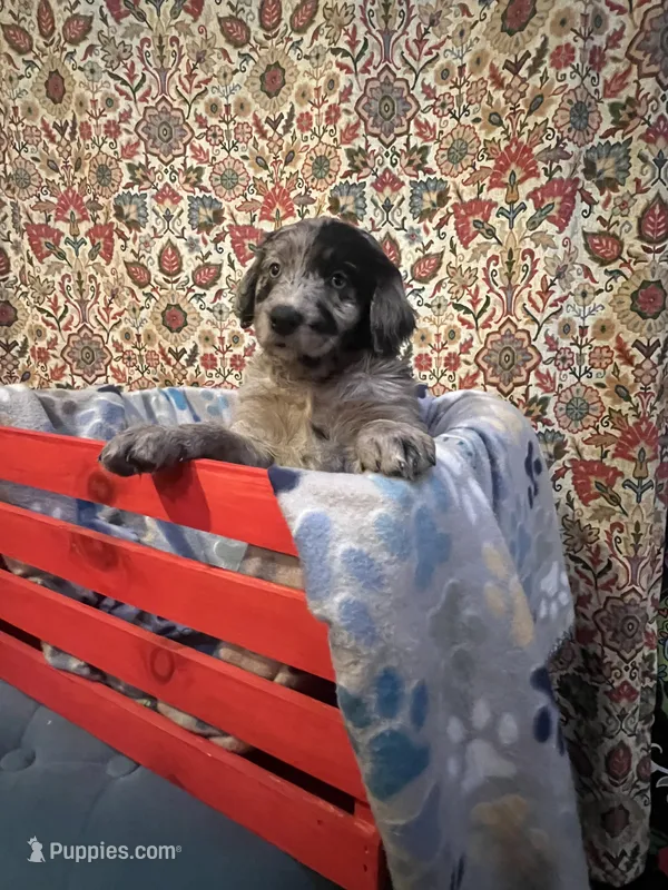 Jill – Australian Shepherd, Golden Retriever puppy for sale in Harrah, OK