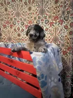 Jill, a female Australian Shepherd and Golden Retriever for sale in Harrah, OK – 1 of 1