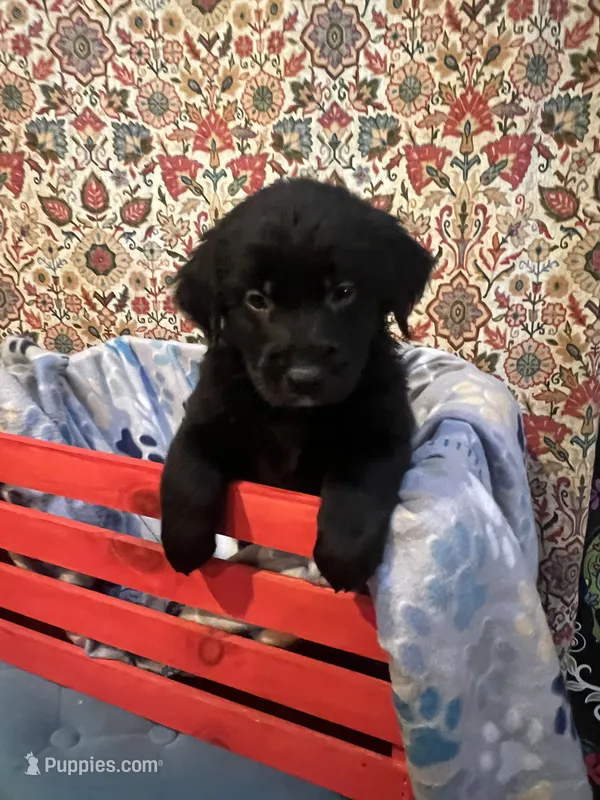 Dottie – Australian Shepherd, Golden Retriever puppy for sale in Harrah, OK