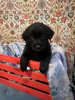 Dottie, a female Australian Shepherd and Golden Retriever for sale in Harrah, OK – 1 of 1