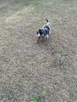 Seeley, a male Australian Shepherd and Golden Retriever for sale in Harrah, OK – 7 of 8