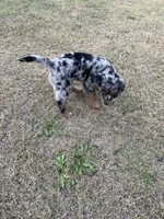 Seeley, a male Australian Shepherd and Golden Retriever for sale in Harrah, OK – 6 of 8