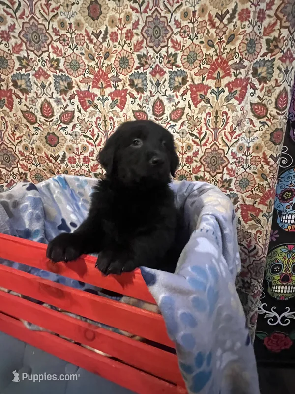 Moose – Australian Shepherd, Golden Retriever puppy for sale in Harrah, OK