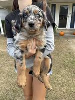 Seeley, a male Australian Shepherd and Golden Retriever for sale in Harrah, OK – 5 of 8