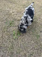 Seeley, a male Australian Shepherd and Golden Retriever for sale in Harrah, OK – 8 of 8