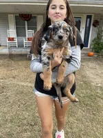 Seeley, a male Australian Shepherd and Golden Retriever for sale in Harrah, OK – 4 of 8