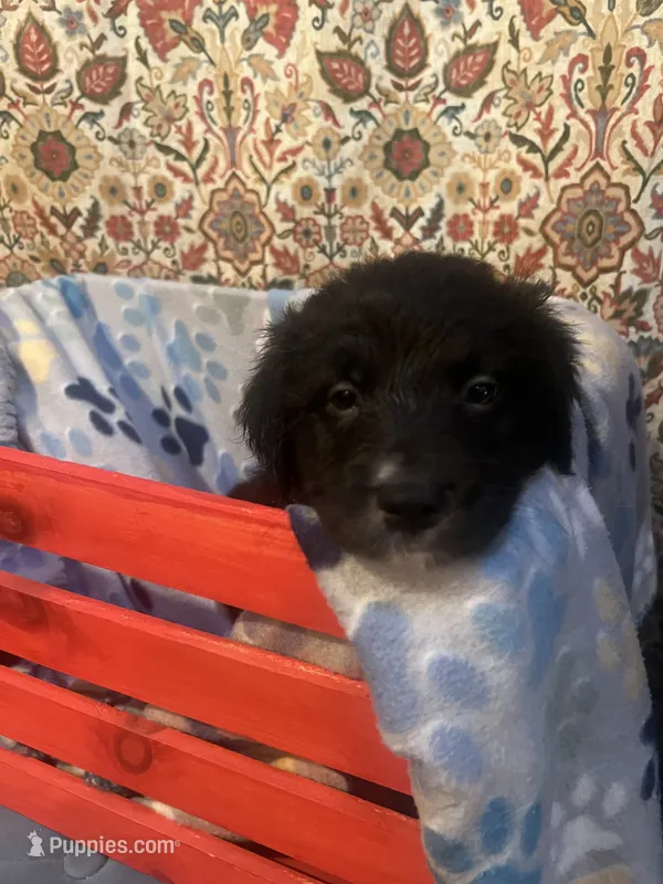 Jackie – Australian Shepherd, Golden Retriever puppy for sale in Harrah, OK