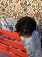 Jackie, a female Australian Shepherd and Golden Retriever for sale in Harrah, OK – 1 of 1