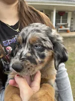 Seeley, a male Australian Shepherd and Golden Retriever for sale in Harrah, OK – 3 of 8