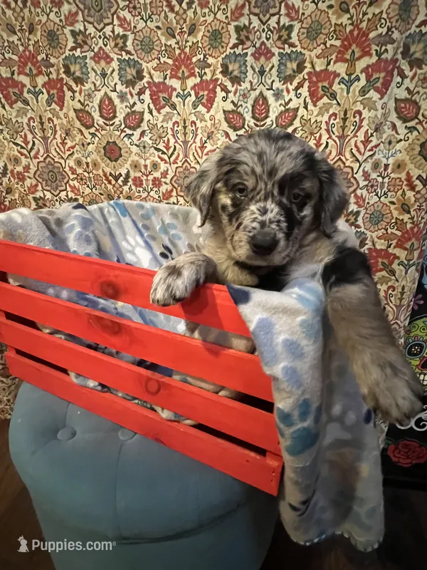 Junie – Australian Shepherd, Golden Retriever puppy for sale in Harrah, OK