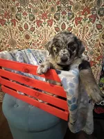 Junie, a female Australian Shepherd and Golden Retriever for sale in Harrah, OK – 1 of 1
