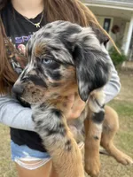 Seeley, a male Australian Shepherd and Golden Retriever for sale in Harrah, OK – 2 of 8
