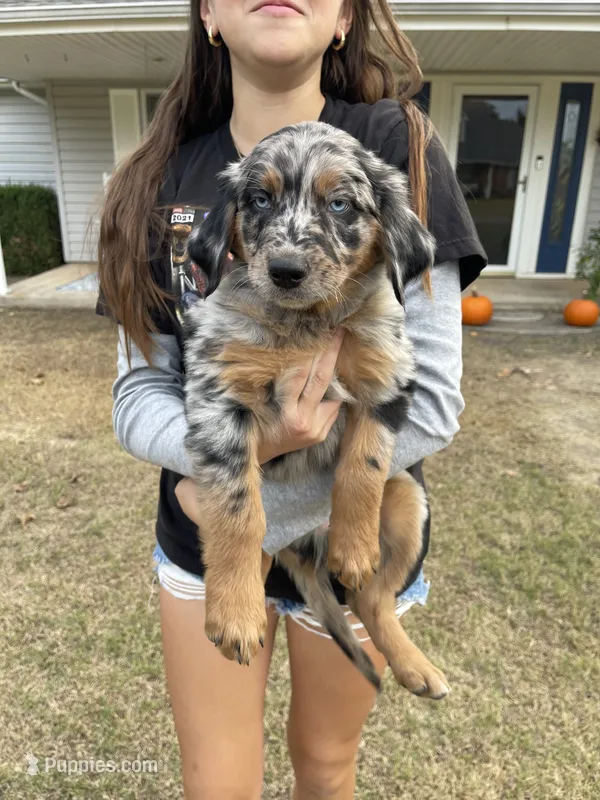 Seeley, a male Australian Shepherd and Golden Retriever for sale in Harrah, OK – 1 of 8