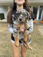Seeley, a male Australian Shepherd and Golden Retriever for sale in Harrah, OK – 1 of 8