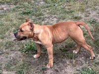 Ms.P, a female American Bully for sale in Pembroke Township, IL – 2 of 3