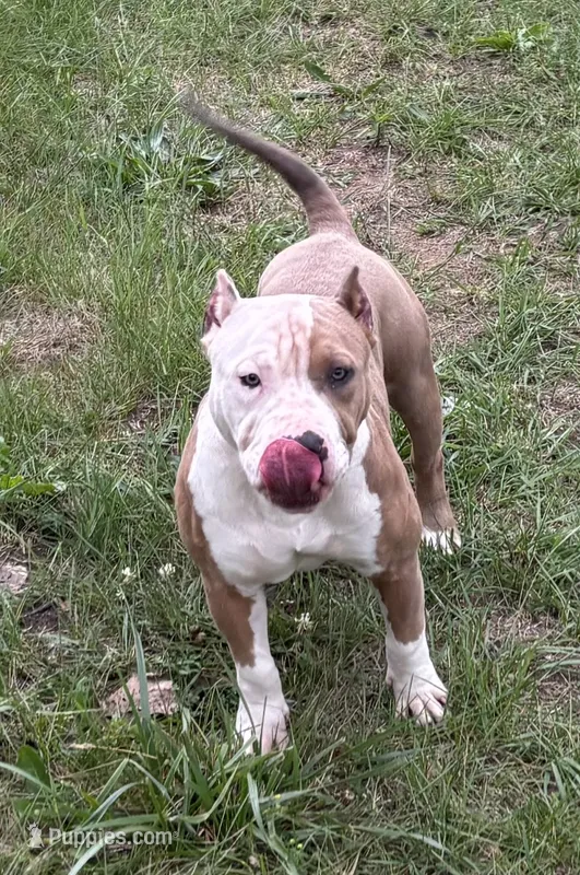 Yaya – American Bully puppy for sale in Pembroke Township, IL