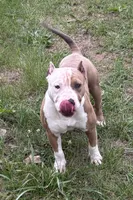 Yaya, a female American Bully for sale in Pembroke Township, IL – 1 of 5