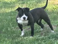 Lala, a female American Bully for sale in Pembroke Township, IL – 1 of 5