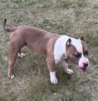 Yaya, a female American Bully for sale in Pembroke Township, IL – 3 of 5