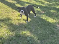 Lala, a female American Bully for sale in Pembroke Township, IL – 2 of 5