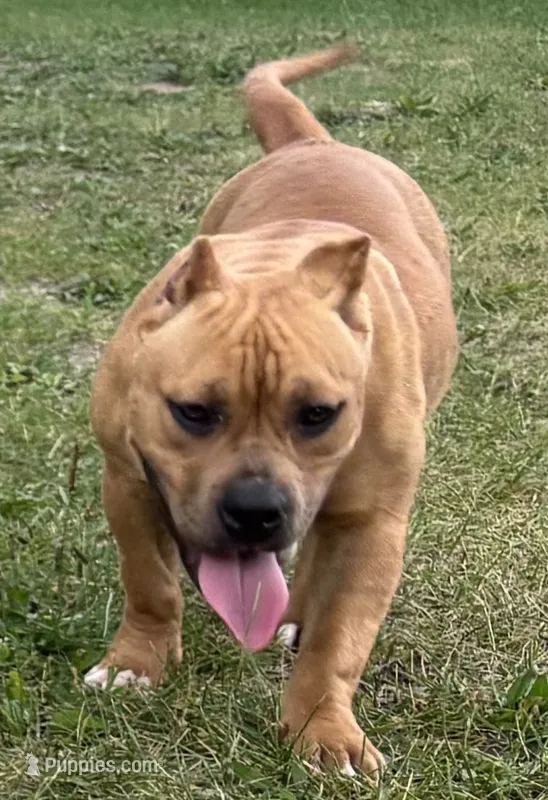Ms.P – American Bully puppy for sale in Pembroke Township, IL