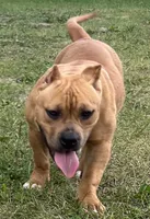 Ms.P, a female American Bully for sale in Pembroke Township, IL – 1 of 3