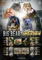 Ms.P, a female American Bully for sale in Pembroke Township, IL – 3 of 3