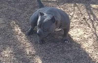 Lala, a female American Bully for sale in Pembroke Township, IL – 5 of 5