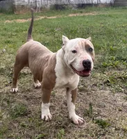 Yaya, a female American Bully for sale in Pembroke Township, IL – 2 of 5