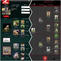 Creed, a male American Bully for sale in Pembroke Township, IL – Photo 4 of 4