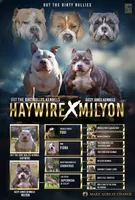 Creed, a male American Bully for sale in Pembroke Township, IL – Photo 3 of 4