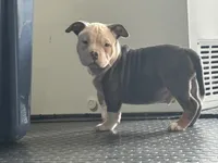 Creed, a male American Bully for sale in Pembroke Township, IL – Photo 2 of 4