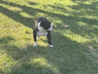 Lala, a female American Bully for sale in Pembroke Township, IL – 3 of 5