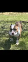Gov, a male American Bully for sale in Pembroke Township, IL – 2 of 3