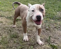 Yaya, a female American Bully for sale in Pembroke Township, IL – 4 of 5