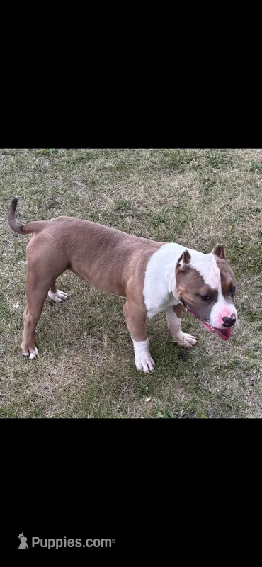Gov – American Bully puppy for sale in Pembroke Township, IL
