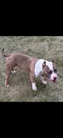 Gov, a male American Bully for sale in Pembroke Township, IL – 1 of 3