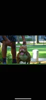 Lala, a female American Bully for sale in Pembroke Township, IL – 4 of 5
