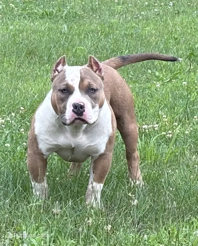 Gov – American Bully puppy for sale in Pembroke Township, IL