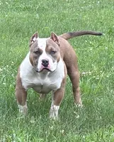 Gov, a male American Bully for sale in Pembroke Township, IL – 1 of 3