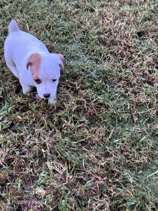 Boy #2 – Jack Russell Terrier puppy for sale in Vardaman, MS