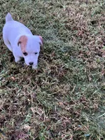 Boy #2, a male Jack Russell Terrier for sale in Vardaman, MS – 1 of 4