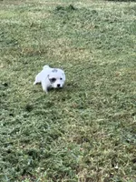 Baby girl, a female Jack Russell Terrier for sale in Vardaman, MS – 3 of 3