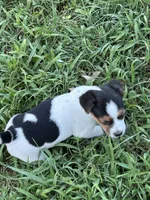 Blackie, a female Jack Russell Terrier for sale in Vardaman, MS – 3 of 4
