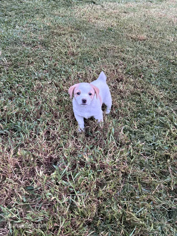Boy 1 – Jack Russell Terrier puppy for sale in Vardaman, MS