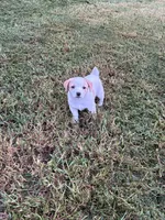 Boy 1, a male Jack Russell Terrier for sale in Vardaman, MS – 1 of 5