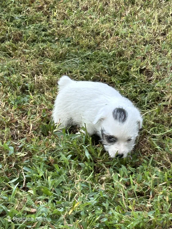 Baby girl – Jack Russell Terrier puppy for sale in Vardaman, MS