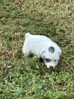 Baby girl, a female Jack Russell Terrier for sale in Vardaman, MS – 1 of 3