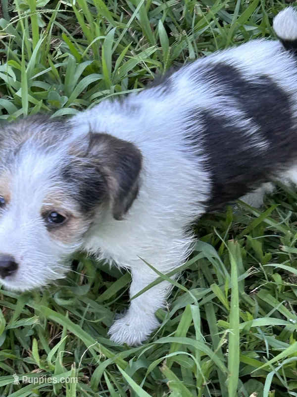 Harry – Jack Russell Terrier puppy for sale in Vardaman, MS