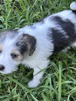 Harry, a male Jack Russell Terrier for sale in Vardaman, MS – 1 of 5